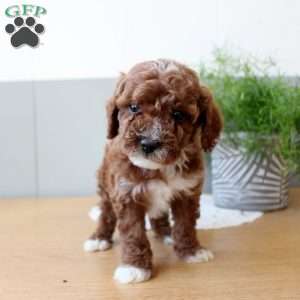 Toby, Miniature Poodle Puppy