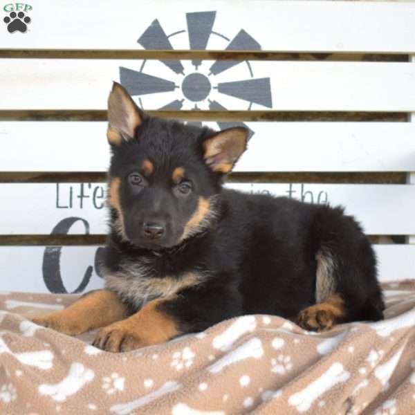 Toffee, German Shepherd Puppy