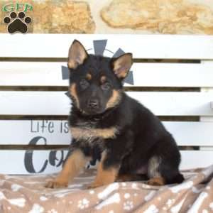 Toffee, German Shepherd Puppy