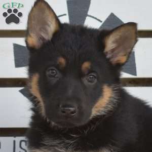 Toffee, German Shepherd Puppy