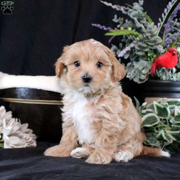 Torin, Maltipoo Puppy