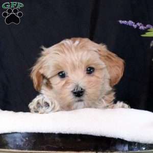 Torin, Maltipoo Puppy