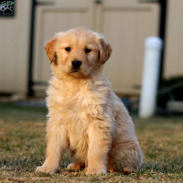 Travis, Golden Retriever Puppy