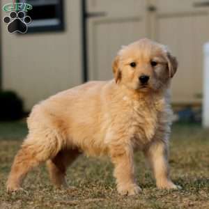 Travis, Golden Retriever Puppy