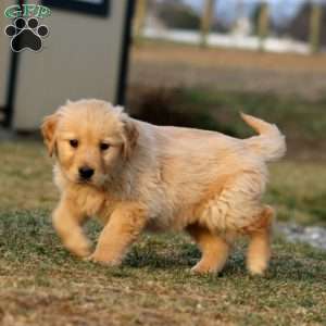 Travis, Golden Retriever Puppy