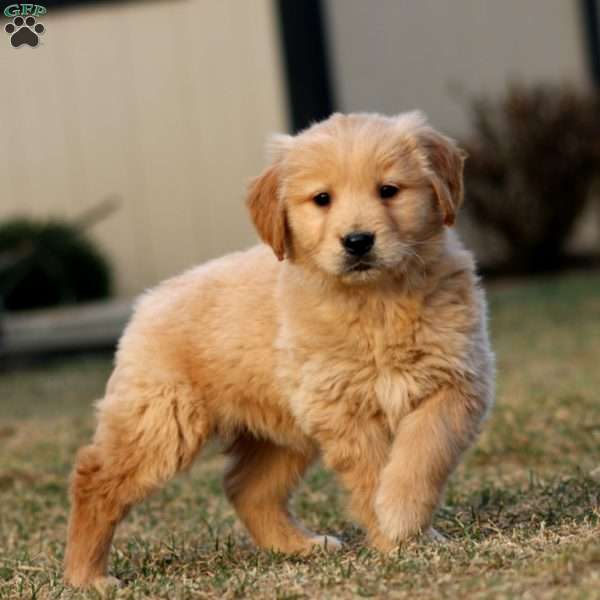 Trek, Golden Retriever Puppy