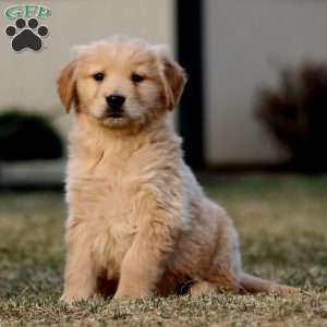 Trek, Golden Retriever Puppy