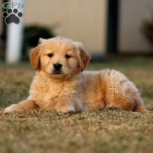 Trek, Golden Retriever Puppy