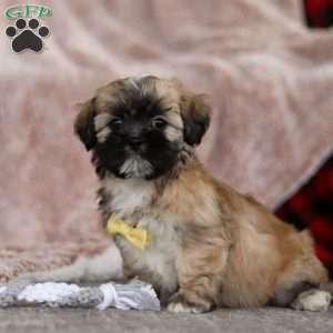 Trevor, Lhasa Apso Puppy