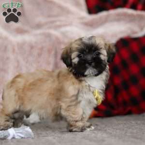 Trevor, Lhasa Apso Puppy