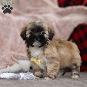 Trevor, Lhasa Apso Puppy