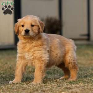 Trevor, Golden Retriever Puppy