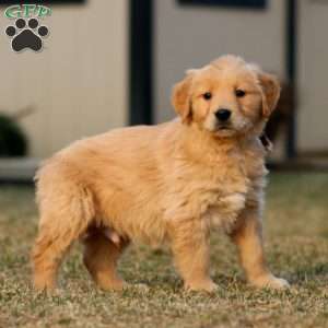 Trevor, Golden Retriever Puppy