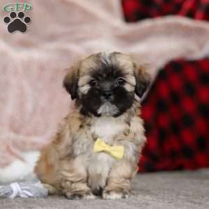 Trevor, Lhasa Apso Puppy