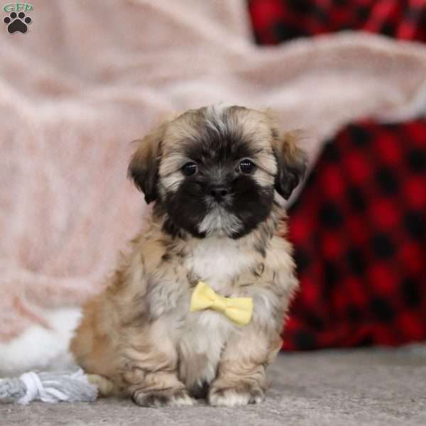 Trevor, Lhasa Apso Puppy