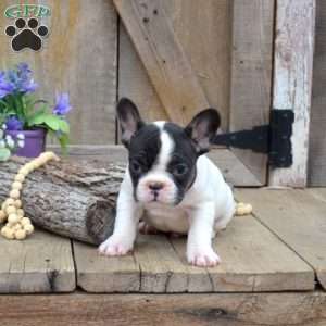 Trooper, French Bulldog Puppy