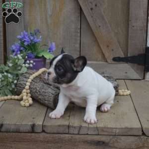 Trooper, French Bulldog Puppy