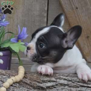 Trooper, French Bulldog Puppy