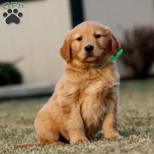 Trooper, Golden Retriever Puppy