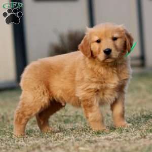 Trooper, Golden Retriever Puppy