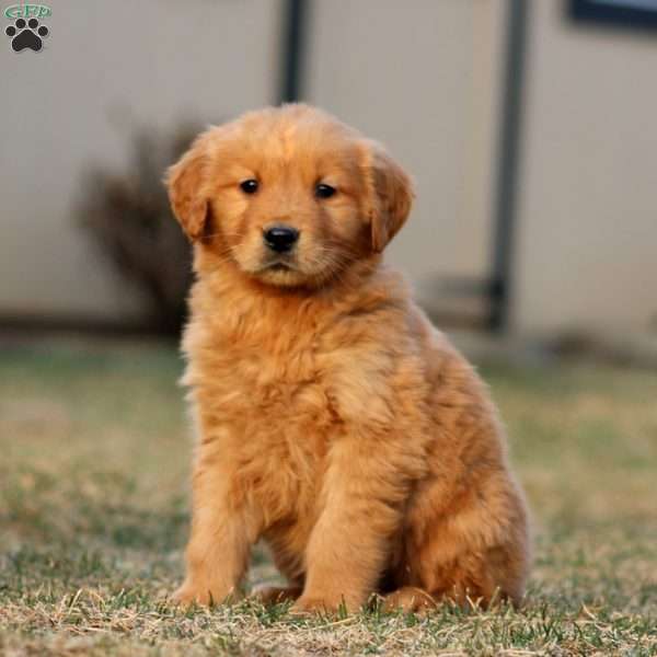 Troy, Golden Retriever Puppy