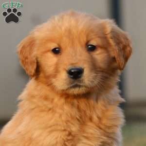 Troy, Golden Retriever Puppy