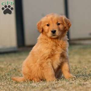 Troy, Golden Retriever Puppy