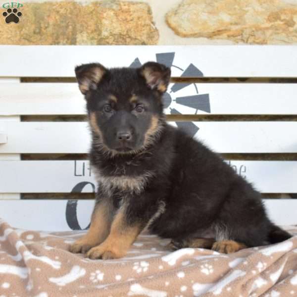 Truffles, German Shepherd Puppy