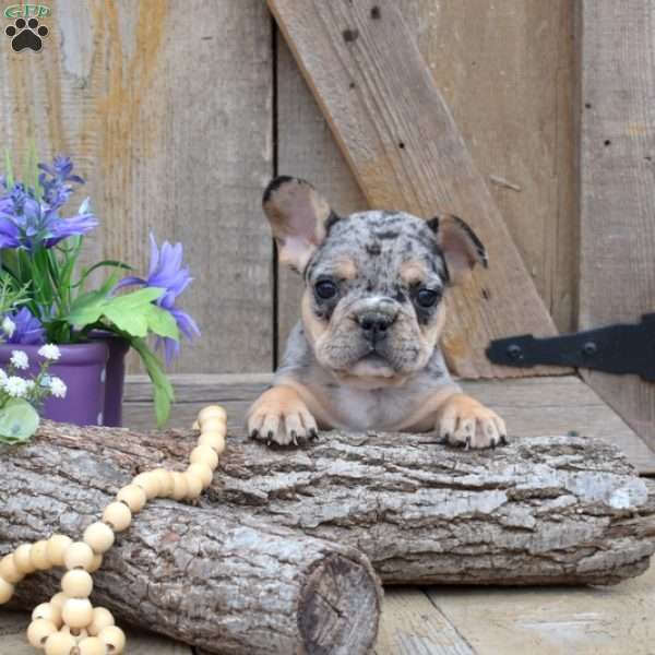 Truffles, French Bulldog Puppy