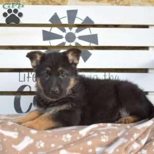 Truffles, German Shepherd Puppy