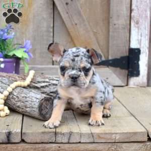 Truffles, French Bulldog Puppy