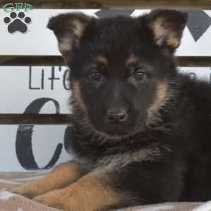 Truffles, German Shepherd Puppy