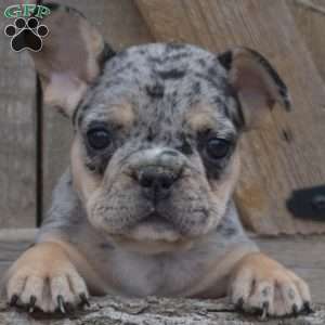 Truffles, French Bulldog Puppy