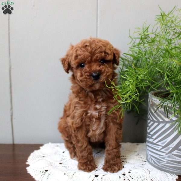 Tucker, Miniature Poodle Puppy