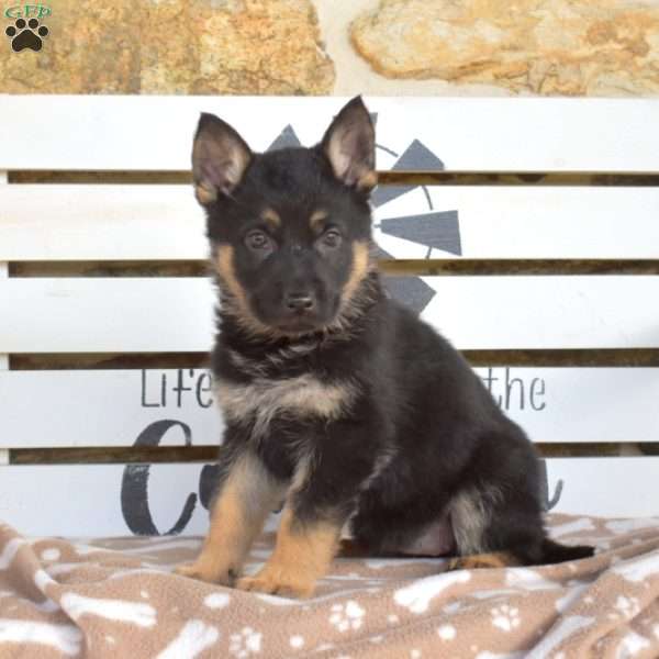 Tulip, German Shepherd Puppy