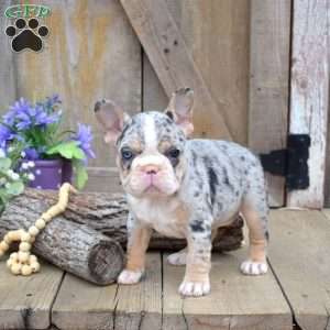 Tulip, French Bulldog Puppy