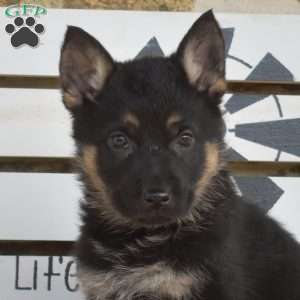 Tulip, German Shepherd Puppy