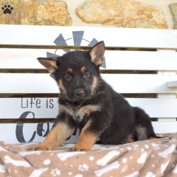 Tulsa, German Shepherd Puppy