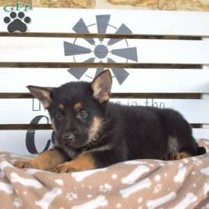 Tulsa, German Shepherd Puppy