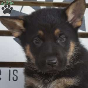 Tulsa, German Shepherd Puppy