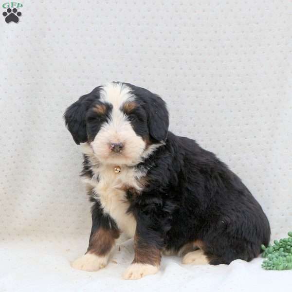 Twila, Bernedoodle Puppy