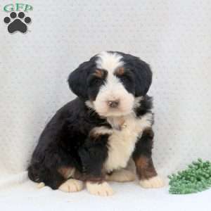 Twila, Bernedoodle Puppy