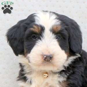 Twila, Bernedoodle Puppy