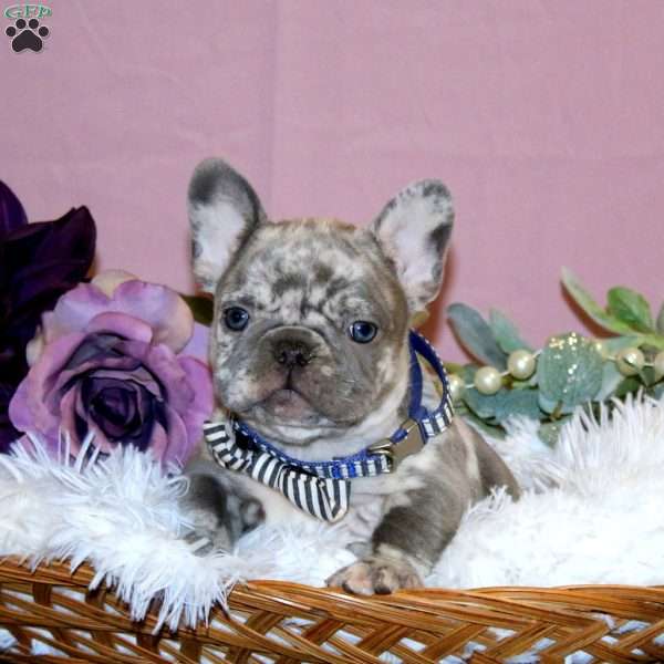 Twilight Storm, French Bulldog Puppy