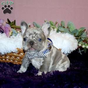 Twilight Storm, French Bulldog Puppy