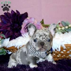 Twilight Storm, French Bulldog Puppy