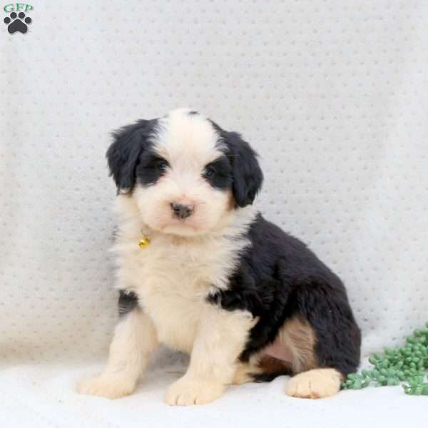 Twinkle, Bernedoodle Puppy