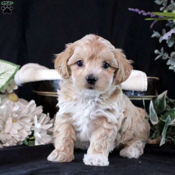 Tyler, Maltipoo Puppy