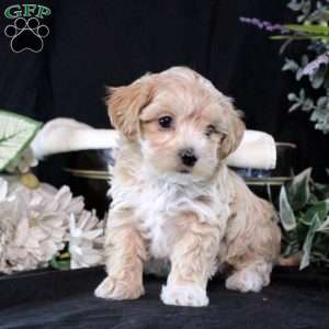 Tyler, Maltipoo Puppy