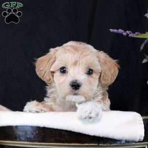 Tyler, Maltipoo Puppy